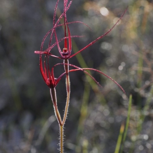 Caladenia filifera